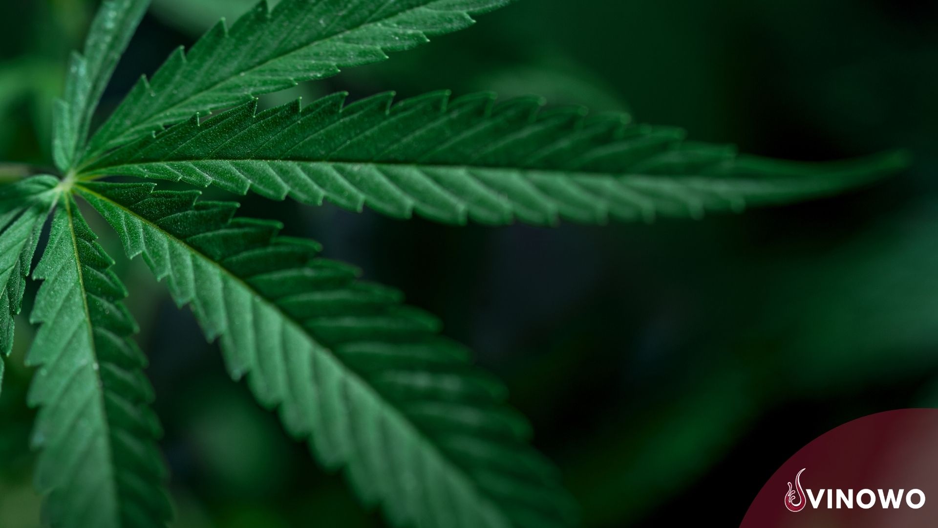 Cannabis und Alkohol – eine gefährliche Kombination?