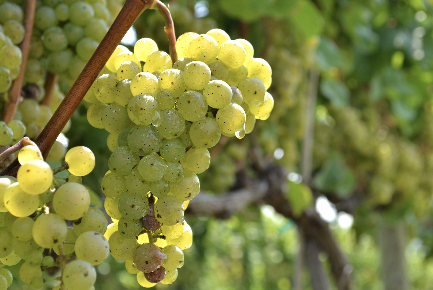 Riesling: Terroir, Reife und deutsche Weinkultur