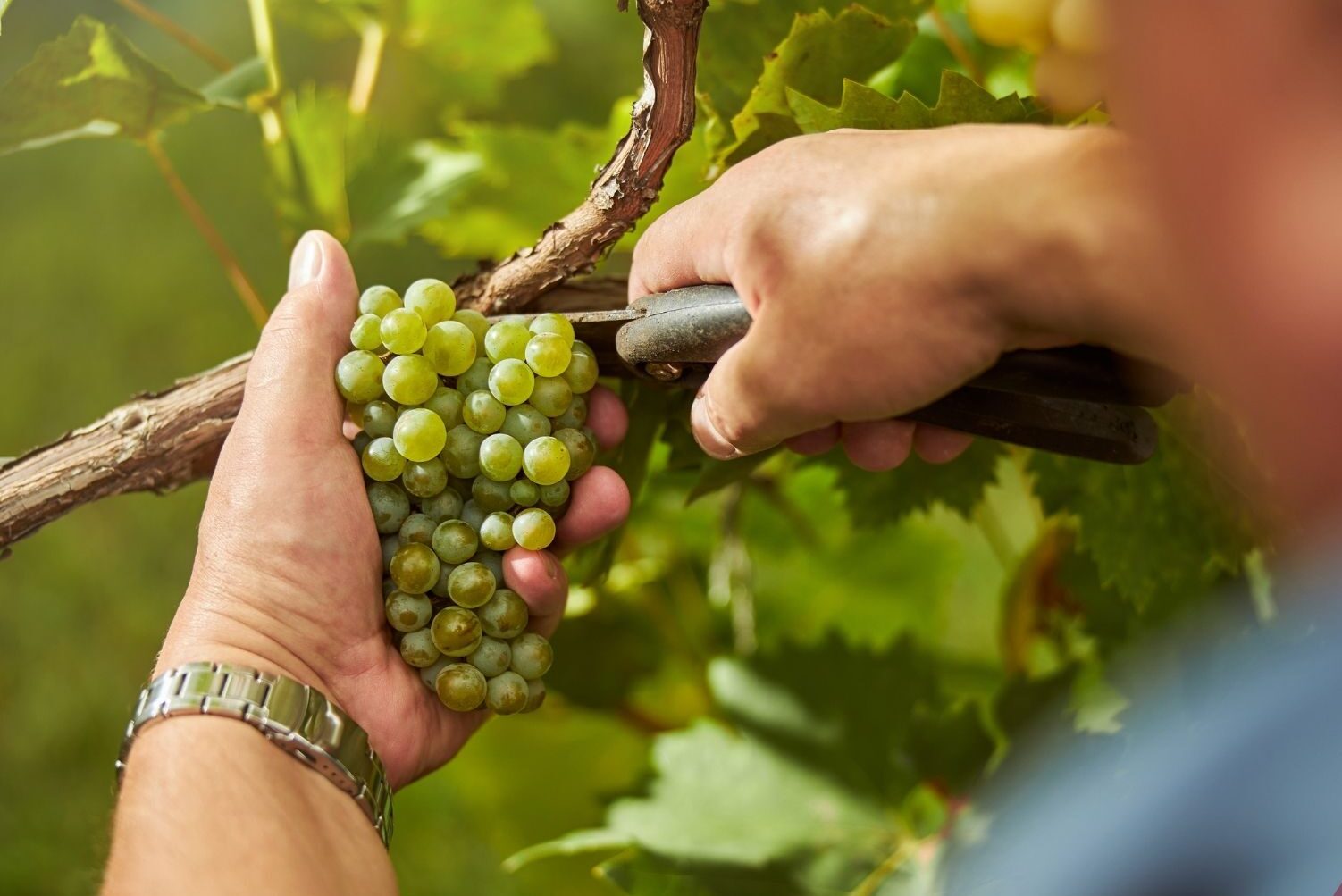 Wein schneiden: Beschneiden von Weinreben