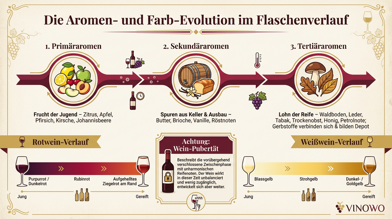 Infografik: Die Aromen- und Farb-Evolution im Flaschenverlauf