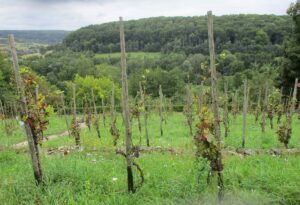 Auxerrois Rebsorte, Herkunft, Charakter und Genuss