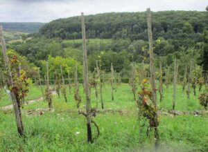 Auxerrois Rebsorte, Herkunft, Charakter und Genuss