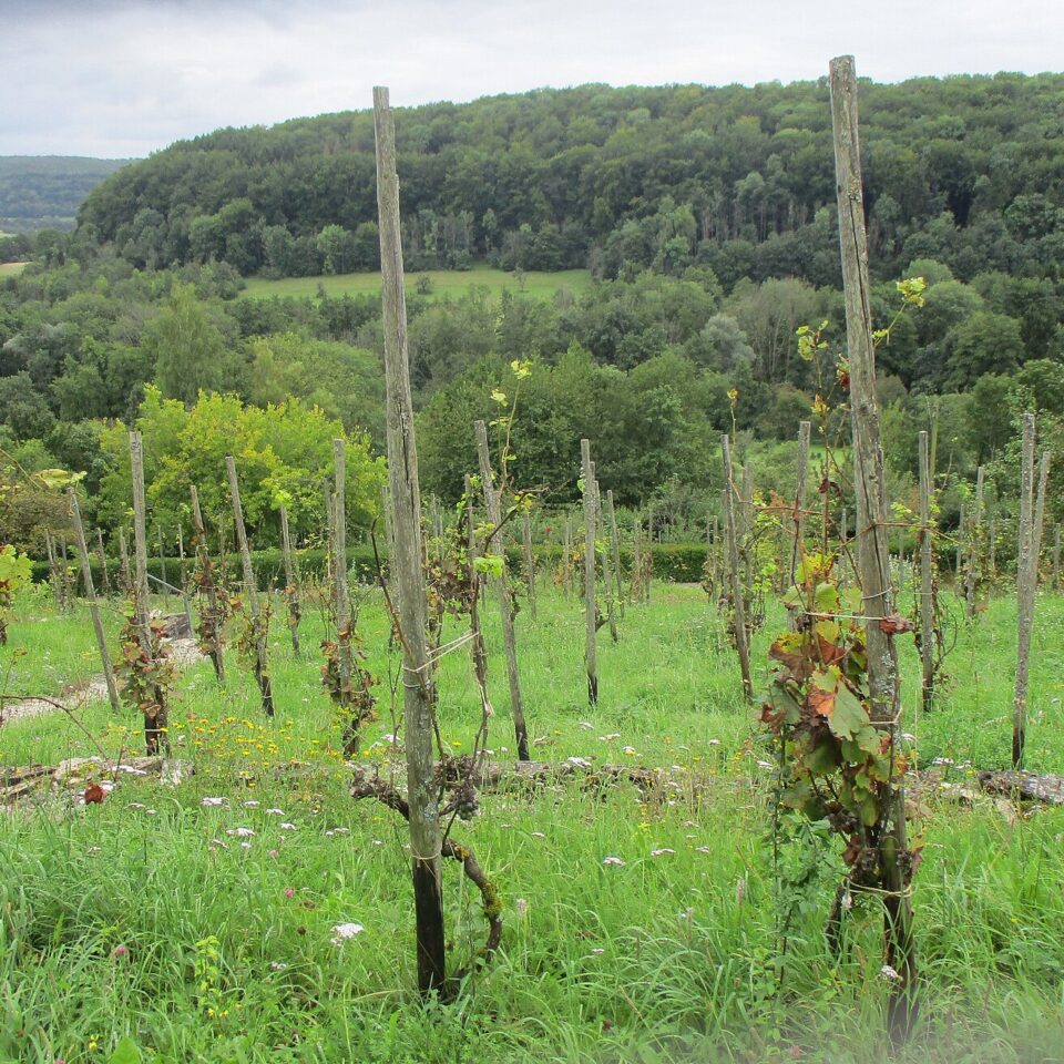 Auxerrois Rebsorte, Herkunft, Charakter und Genuss