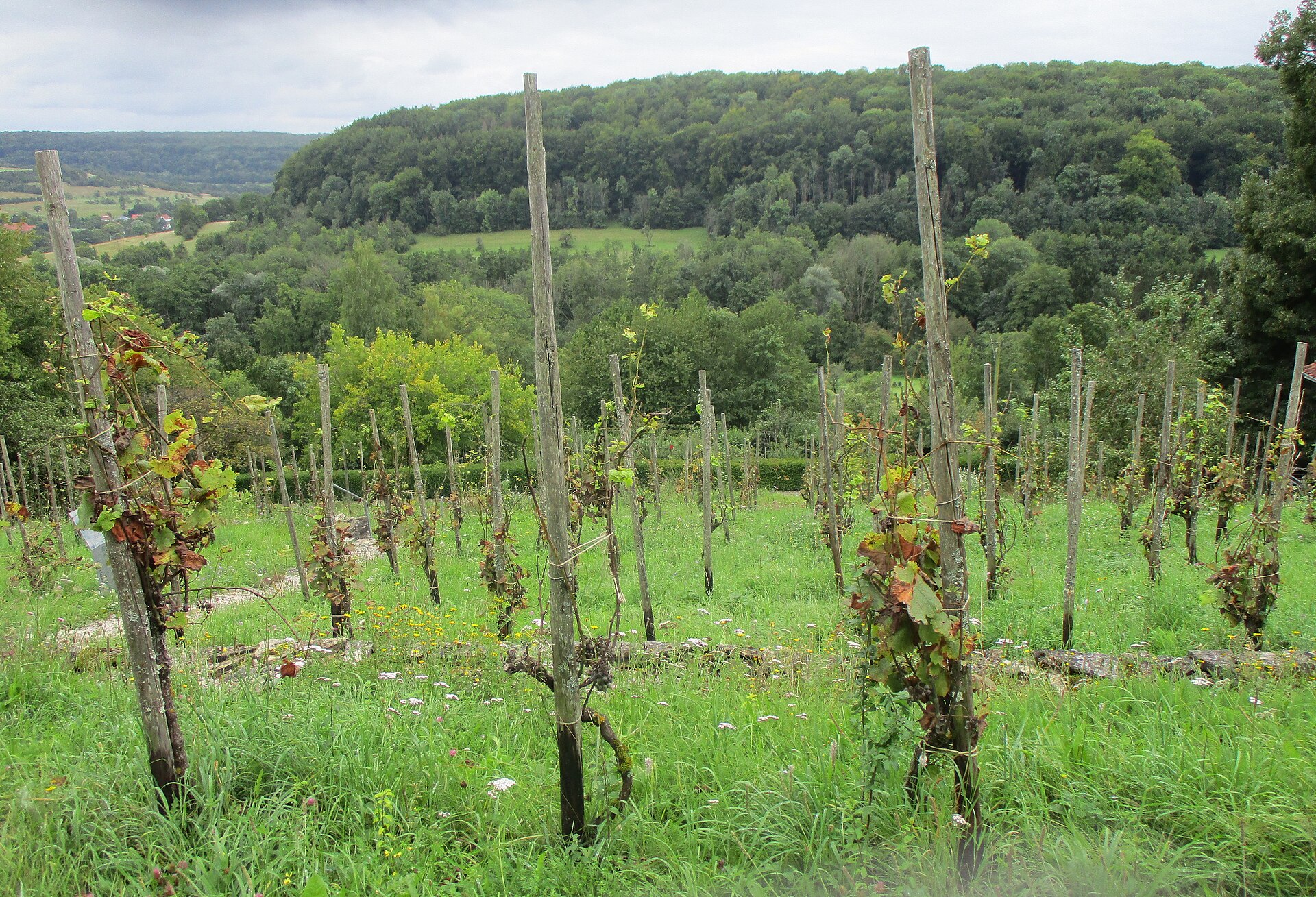 Auxerrois Rebsorte, Herkunft, Charakter und Genuss