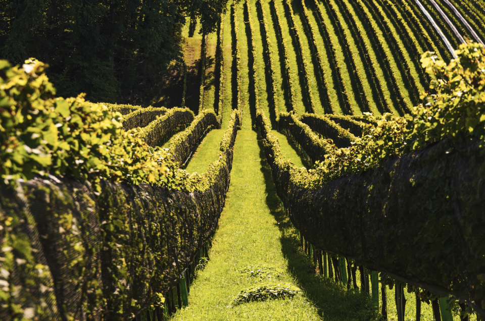 Pinot Grigio Unterschätzte EdelRebsorte oder Weißwein für die Masse