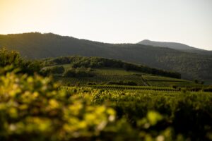 6 Faszinierende Fakten über Grauburgunder Wein