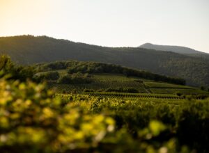 6 Faszinierende Fakten über Grauburgunder Wein