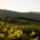 6 Faszinierende Fakten über Grauburgunder Wein