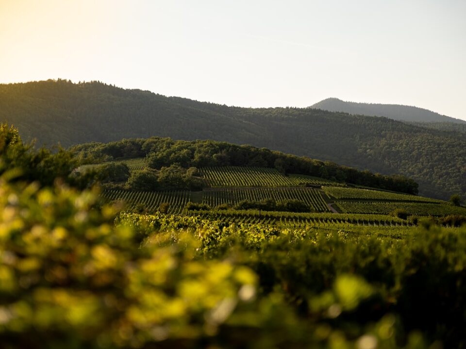 6 Faszinierende Fakten über Grauburgunder Wein