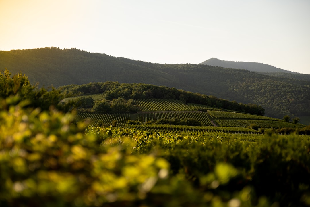 6 Faszinierende Fakten über Grauburgunder Wein