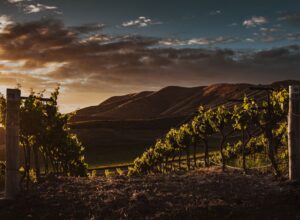 Terroir: Definition und Einfluss auf die Weinqualität