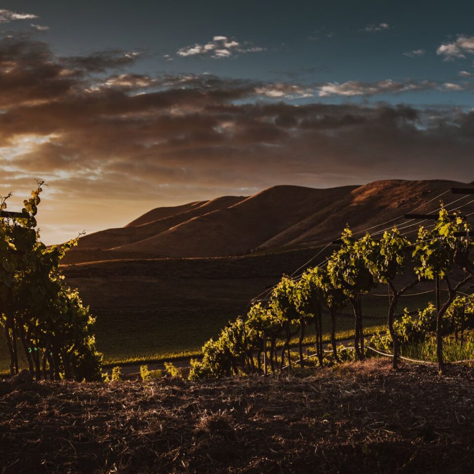 Terroir: Definition und Einfluss auf die Weinqualität