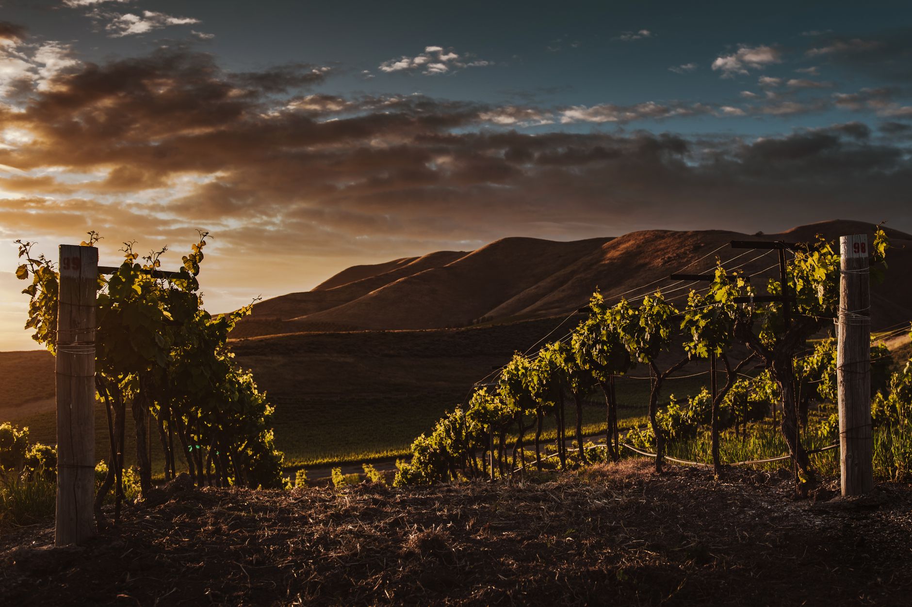 Terroir: Definition und Einfluss auf die Weinqualität