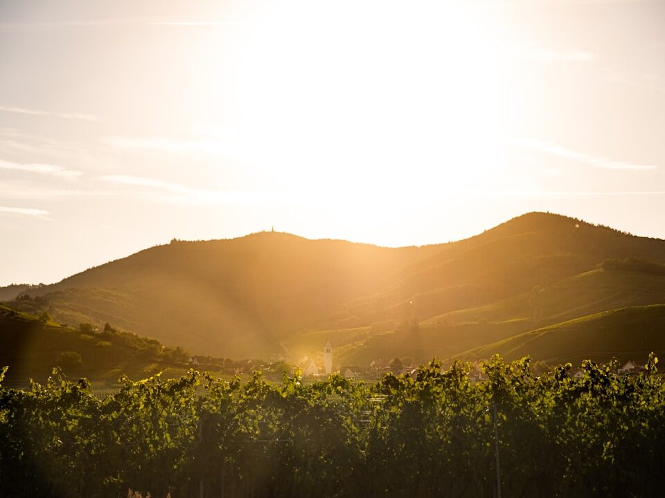 Warum Gewürztraminer Dein nächstes Wein-Abenteuer sein sollte