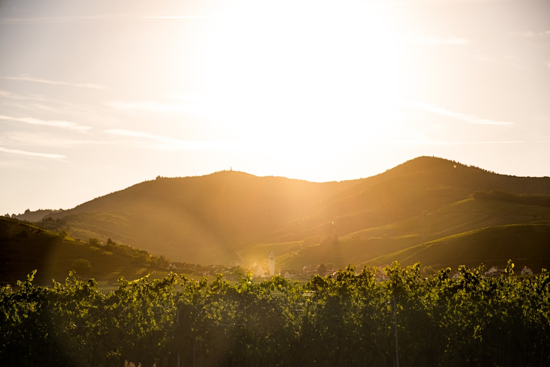 Warum Gewürztraminer Dein nächstes Wein-Abenteuer sein sollte