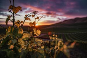 California's Finest: 5 Weine aus Kalifornien entdecken