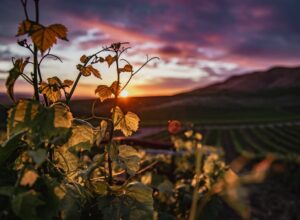 California's Finest: 5 Weine aus Kalifornien entdecken