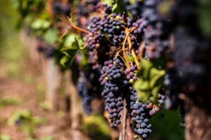 Top 5 Dornfelder Weine, die du unbedingt probieren musst
