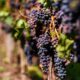 Top 5 Dornfelder Weine, die du unbedingt probieren musst