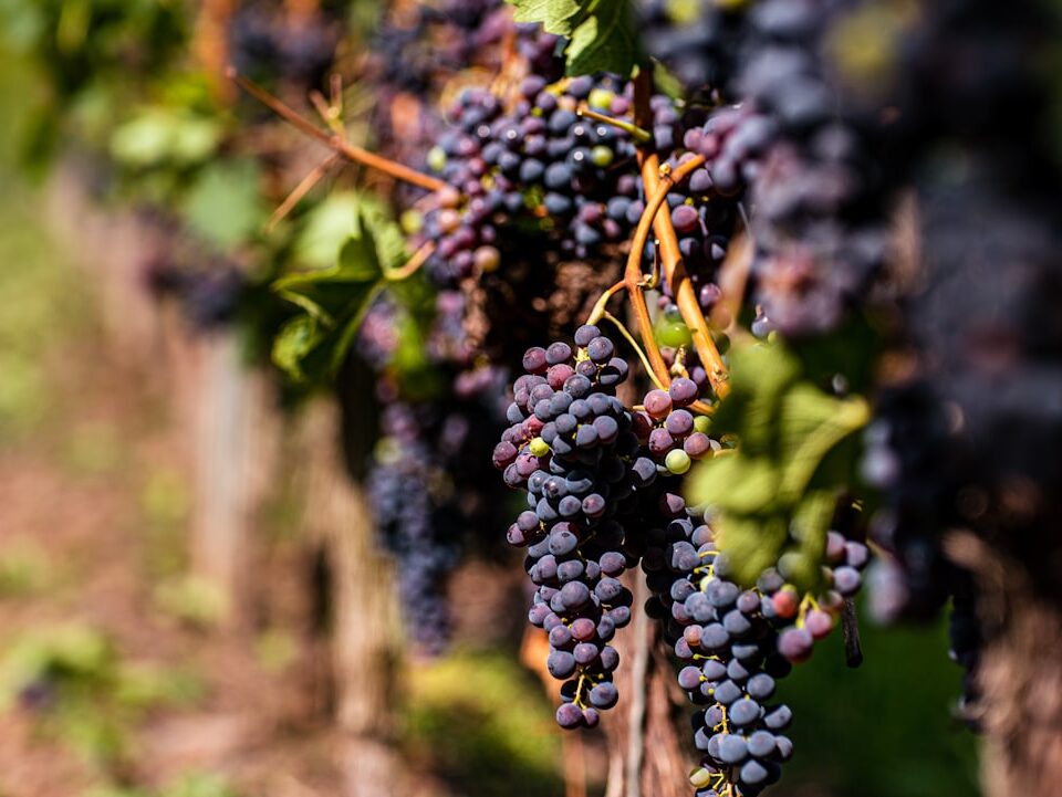 Top 5 Dornfelder Weine, die du unbedingt probieren musst