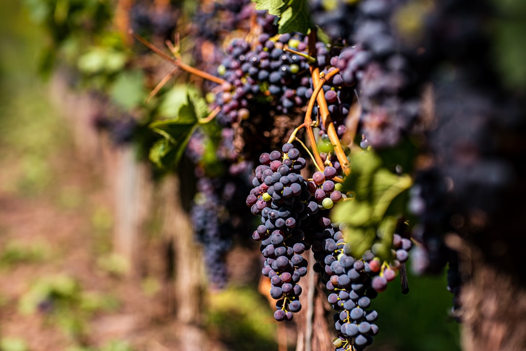 Top 5 Dornfelder Weine, die du unbedingt probieren musst