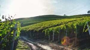 Motorradtour durch die Weinberge: Planung, Routen und Genussmomente