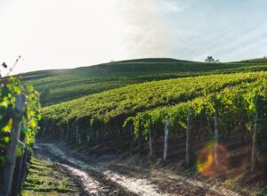 Motorradtour durch die Weinberge: Planung, Routen und Genussmomente