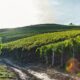 Motorradtour durch die Weinberge: Planung, Routen und Genussmomente