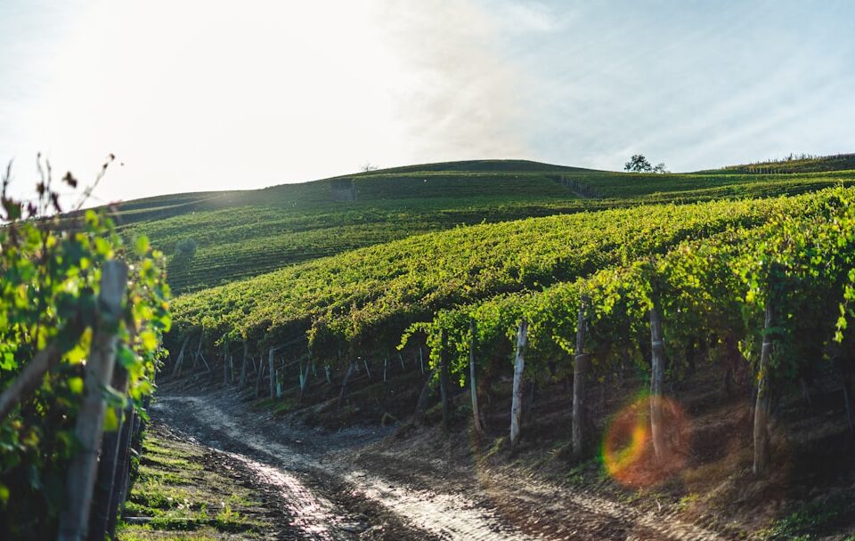 Motorradtour durch die Weinberge: Planung, Routen und Genussmomente