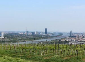 Ahr Weinregion: Der aufstrebende Stern deutscher Weingüter