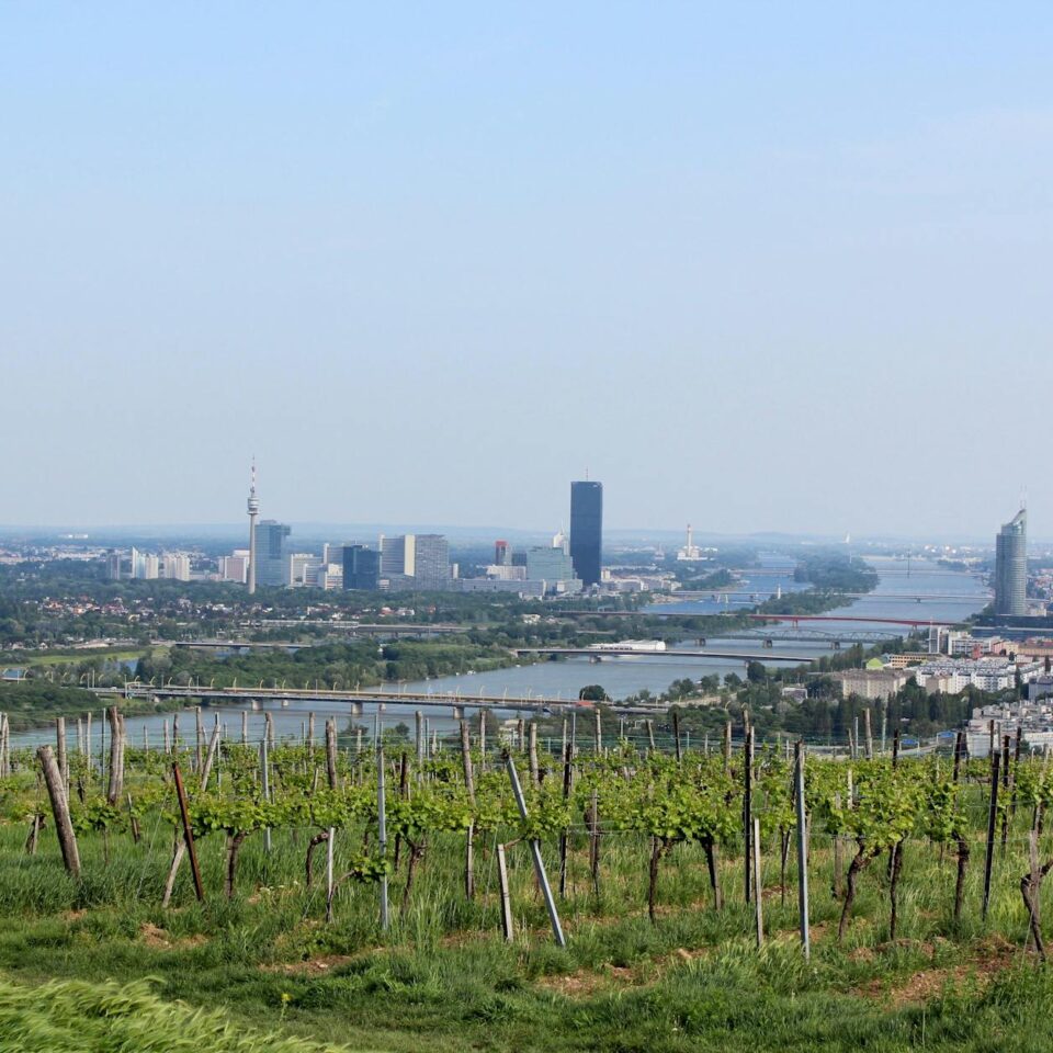 Ahr Weinregion: Der aufstrebende Stern deutscher Weingüter