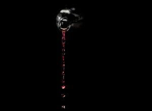 8 Essential Zinfandel Wines for Every Collector