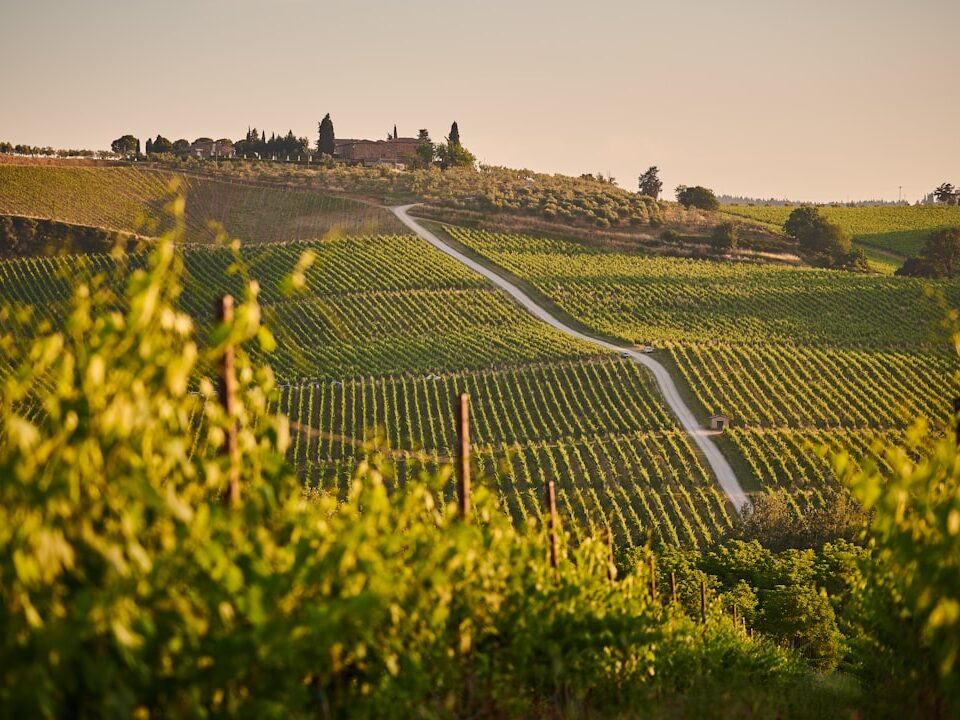 Toskana Wein: 6 Must-Try Variants für deinen Gaumen