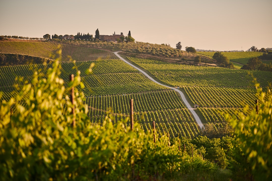 Toskana Wein: 6 Must-Try Variants für deinen Gaumen