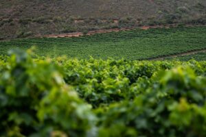 5 faszinierende Fakten über Sachsen Weinanbaugebiet