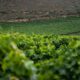 5 faszinierende Fakten über Sachsen Weinanbaugebiet