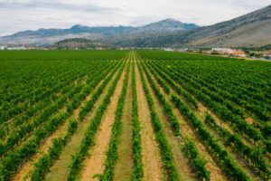 Weinanbau auf Korfu: Die vergessenen Weine und Rebsorten der ionischen Insel