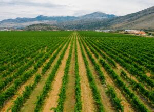 Weinanbau auf Korfu: Die vergessenen Weine und Rebsorten der ionischen Insel