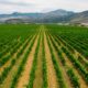 Weinanbau auf Korfu: Die vergessenen Weine und Rebsorten der ionischen Insel