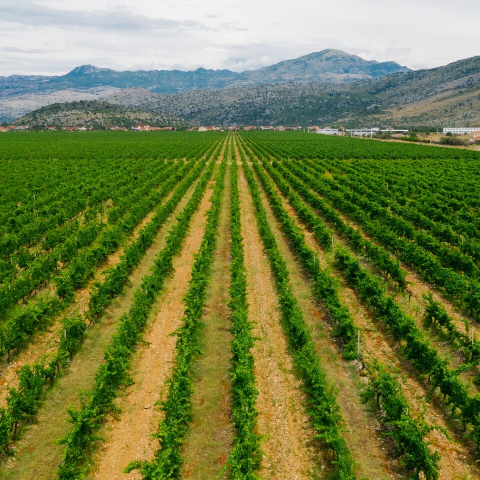 Weinanbau auf Korfu: Die vergessenen Weine und Rebsorten der ionischen Insel
