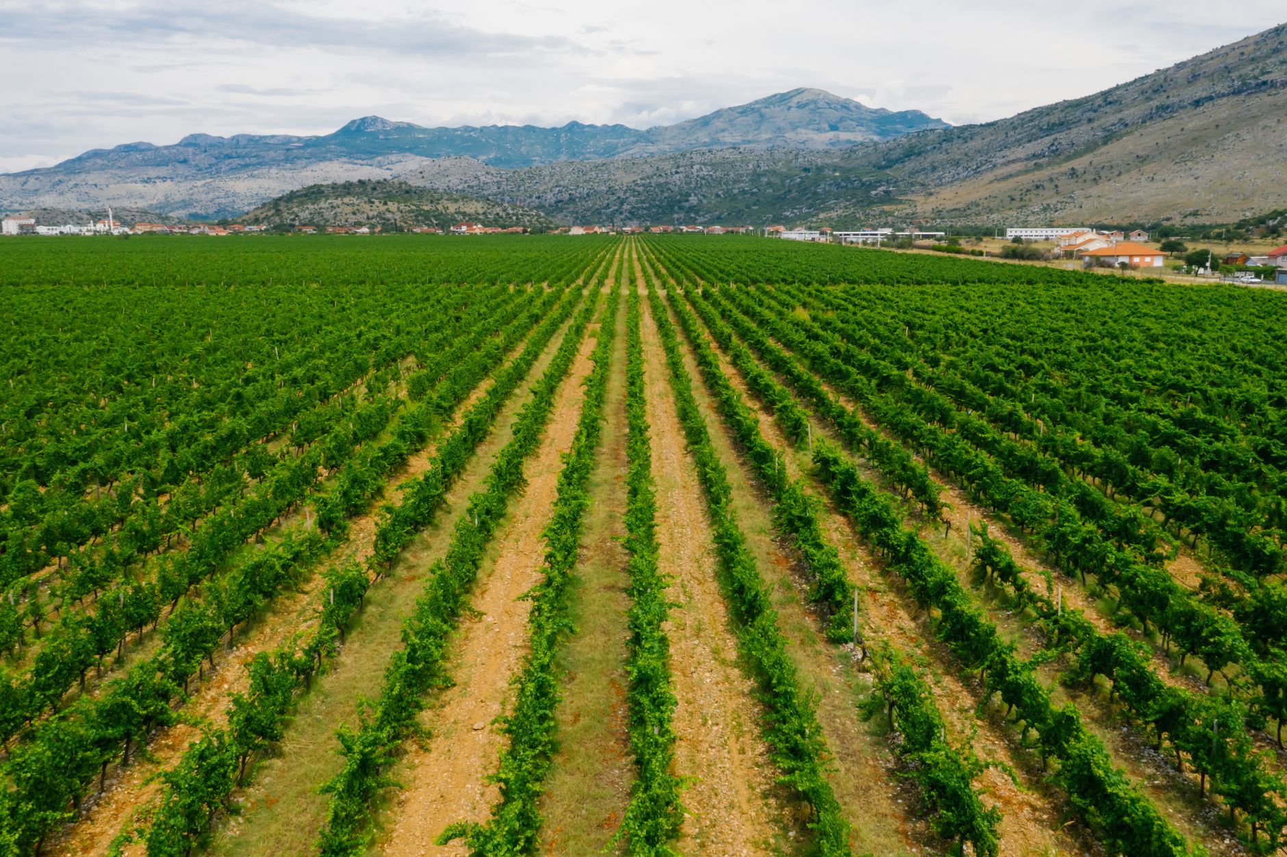 Weinanbau auf Korfu: Die vergessenen Weine und Rebsorten der ionischen Insel