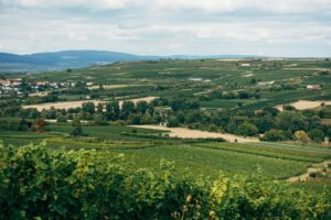 Franken Wein vs Mosel Wein: Welcher ist dein Favorit?