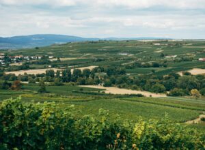 Franken Wein vs Mosel Wein: Welcher ist dein Favorit?