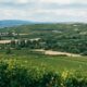 Franken Wein vs Mosel Wein: Welcher ist dein Favorit?
