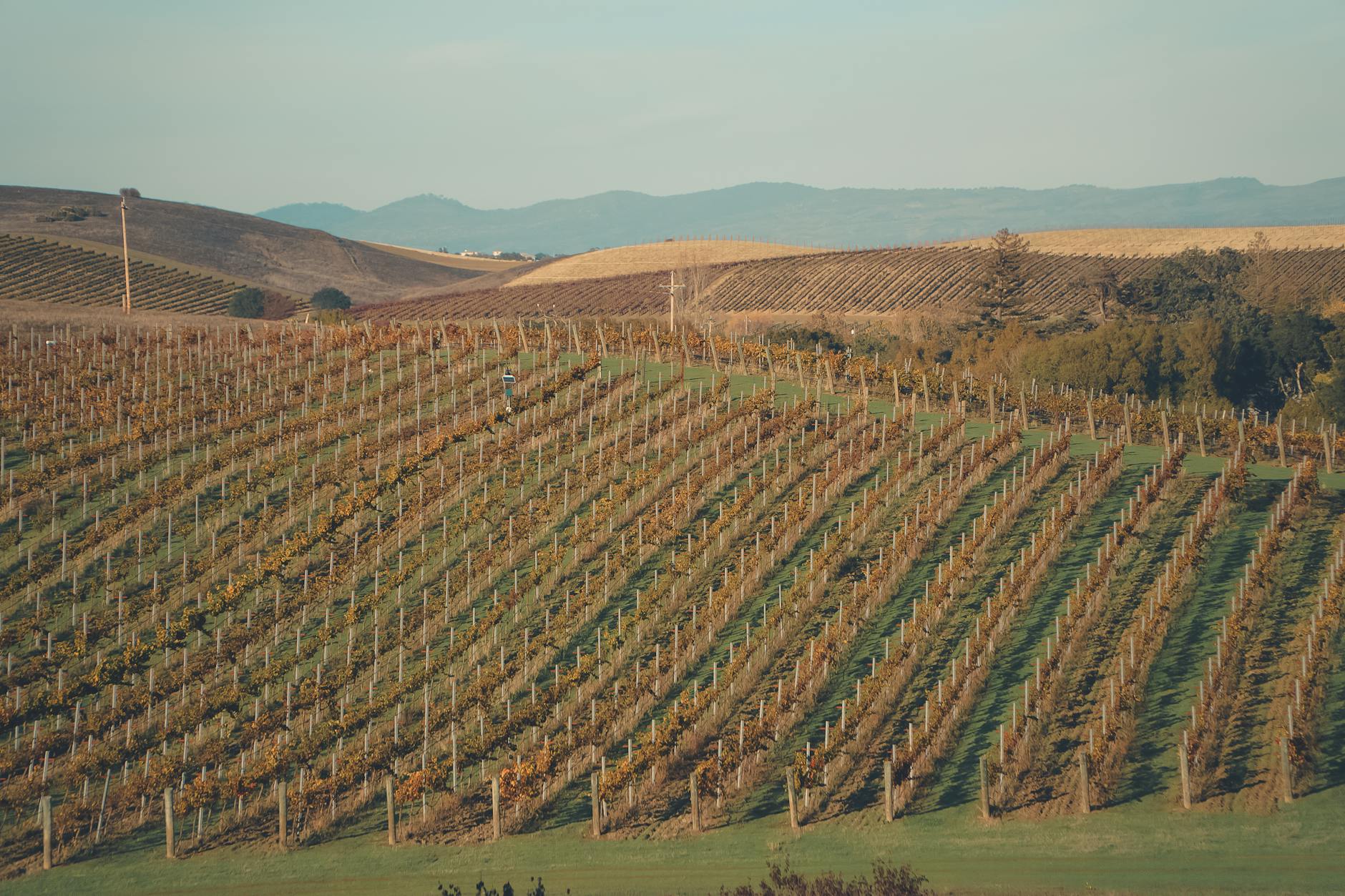 Explore the lush vineyards of Napa Valley, California, showcasing vibrant autumn colors under a bright sky.