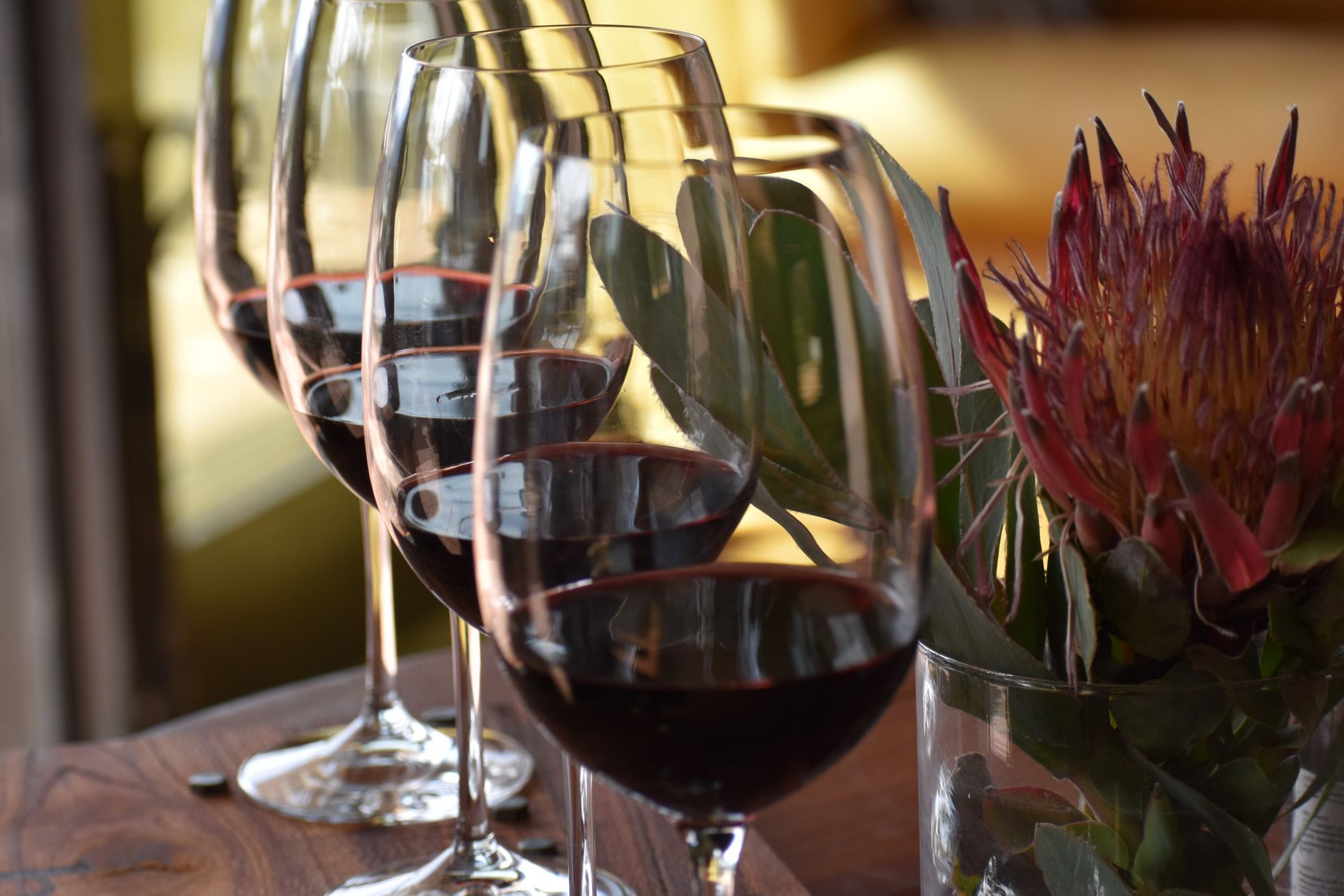 A close-up of wine glasses with red wine and a protea flower in Stellenbosch's warm ambiance.