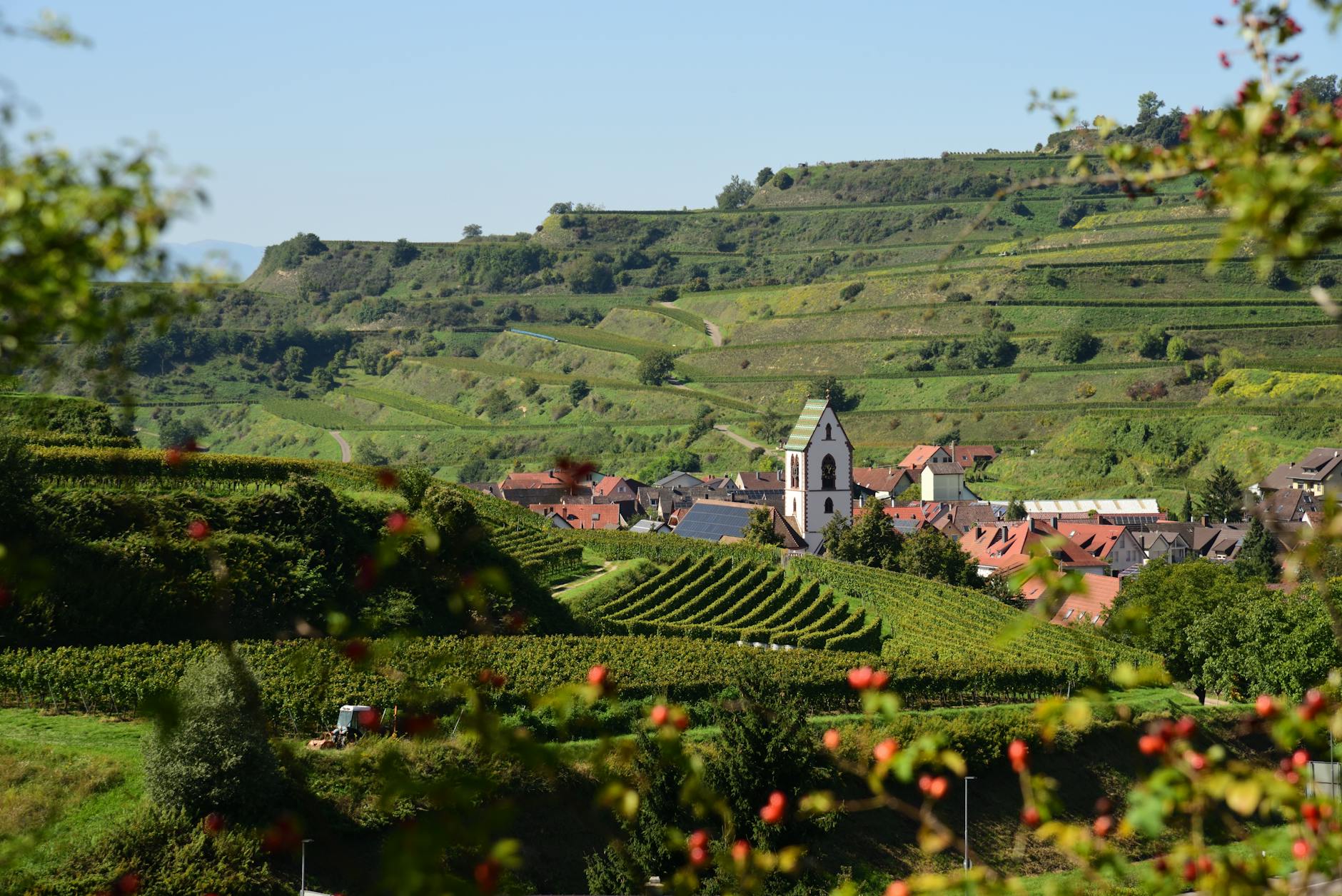 View of Vogtsburg im Kaiserstuhl with vineyards and a church amid lush greenery in Baden-Württemberg.