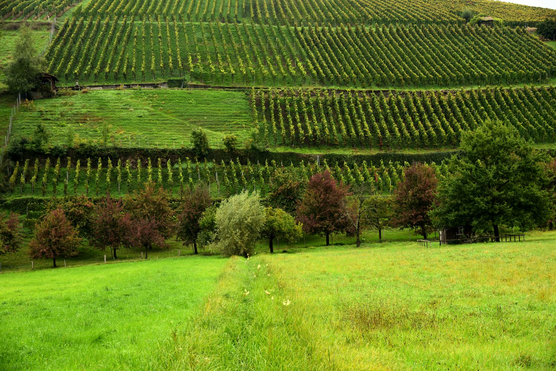 Lush vineyard rows stretch across a hillside in Glottertal, Germany, showcasing nature's greenery.