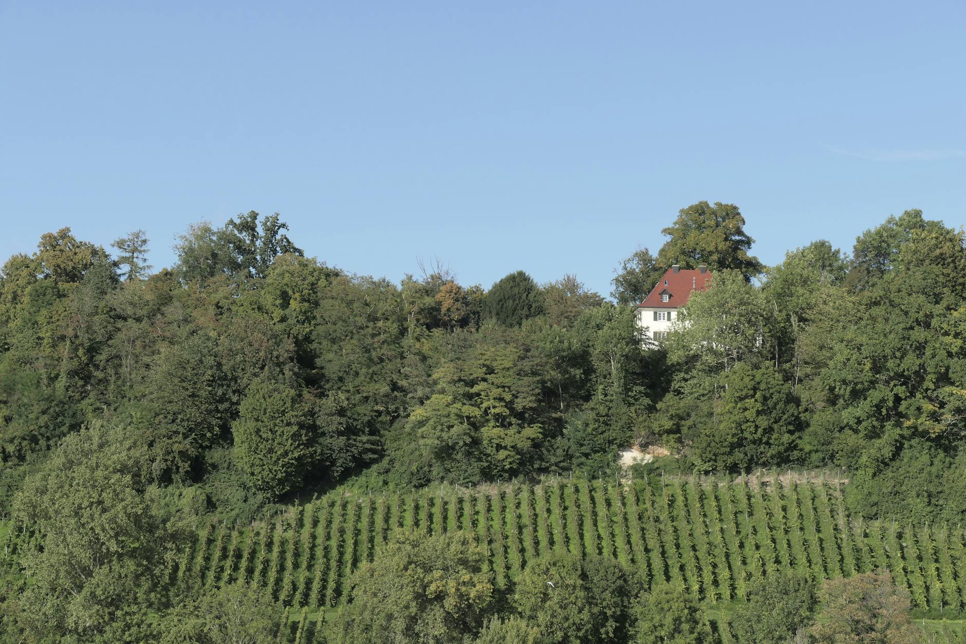 Scenic view of a vineyard and house surrounded by lush greenery near Bodensee, Germany.