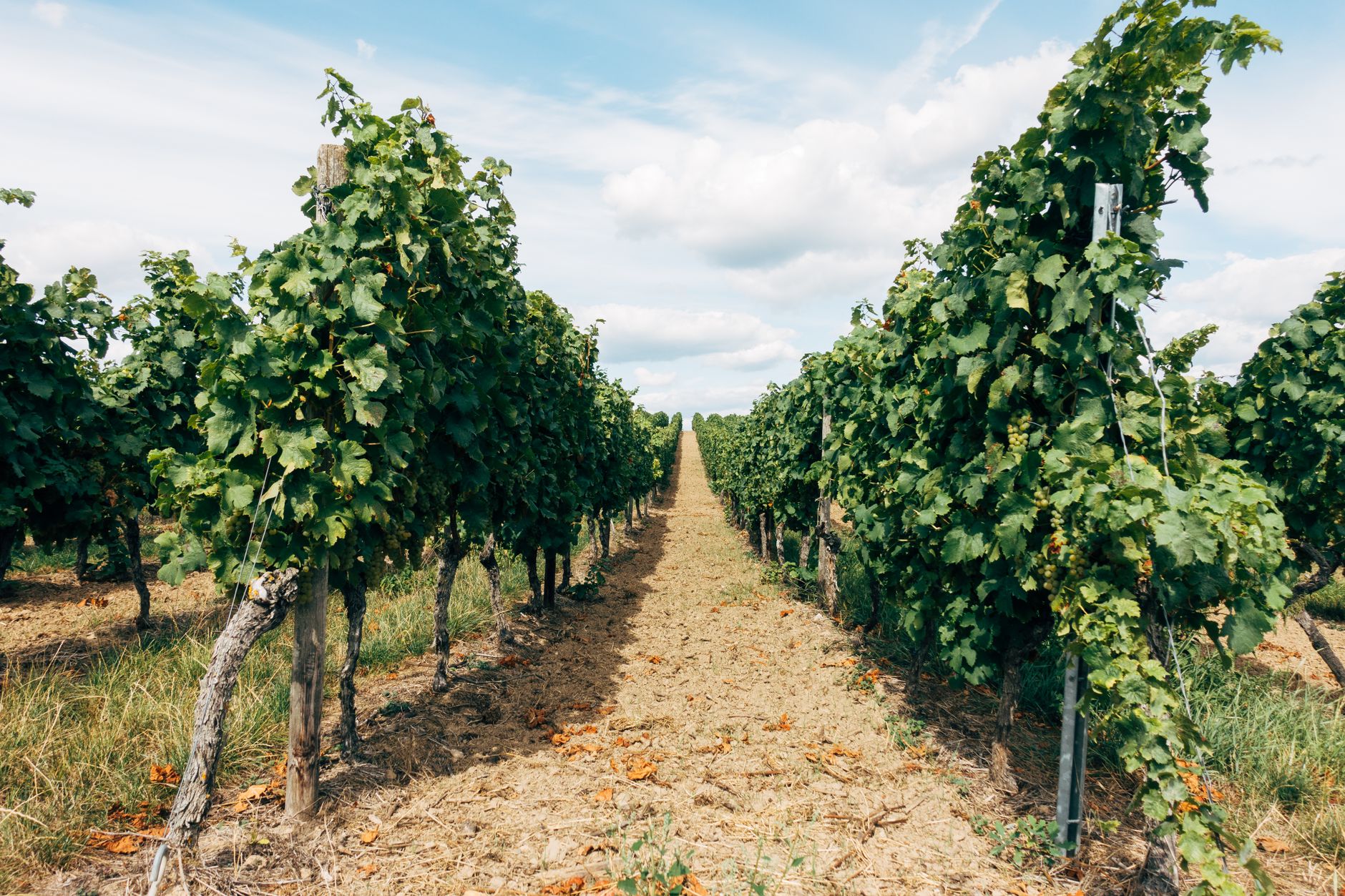 Beautiful vineyard rows under a bright summer sky, perfect for wine tourism and agriculture themes.